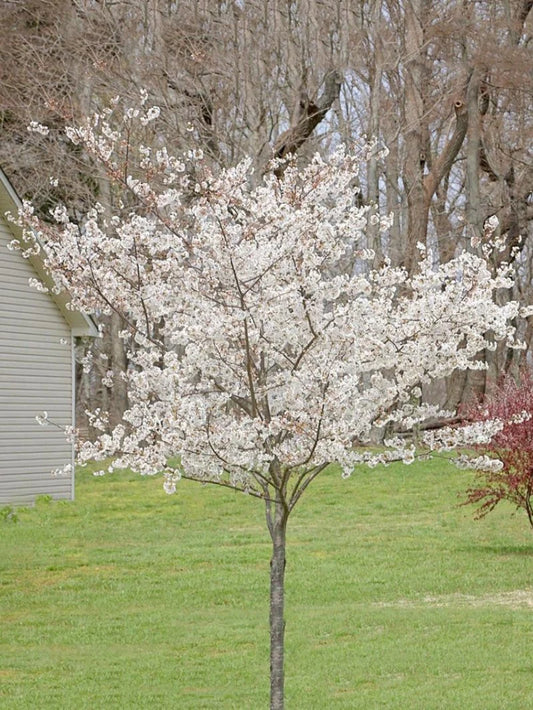 Cherry - Yoshino (Flowering)