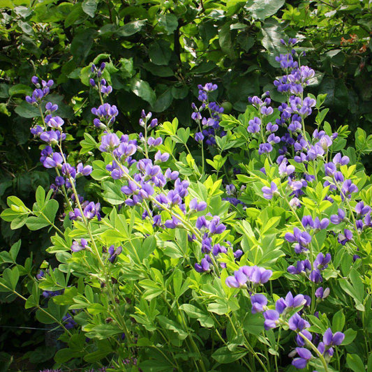 Blue False Indigo