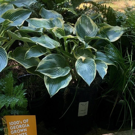 First Frost Hosta