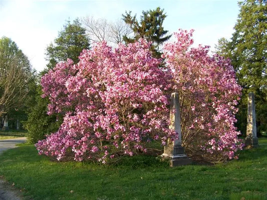 Betty Magnolia Shrub