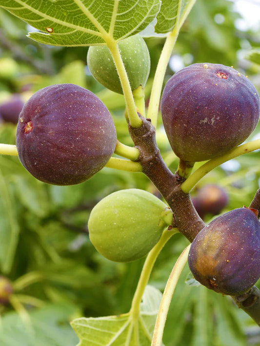 Fig Trees - Brown Turkey