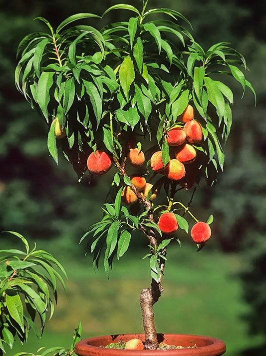 Peach Trees - Dwarf Bonanza Patio Peach