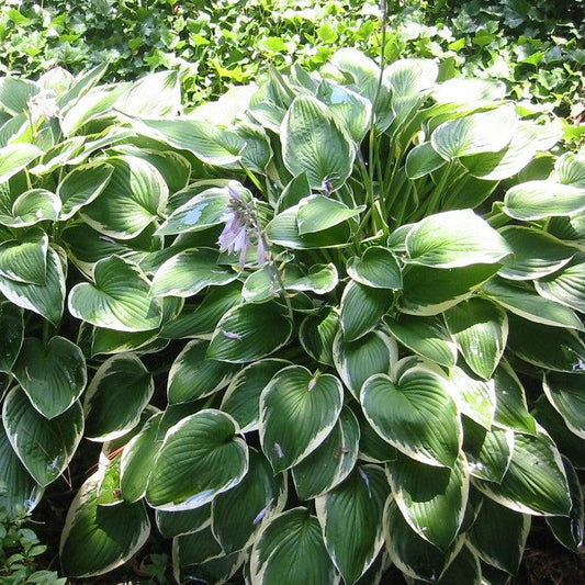 Francee Hosta