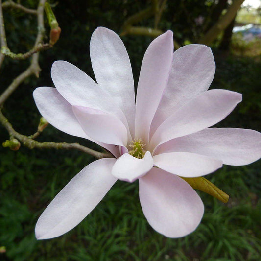 Leonard Messel Magnolia