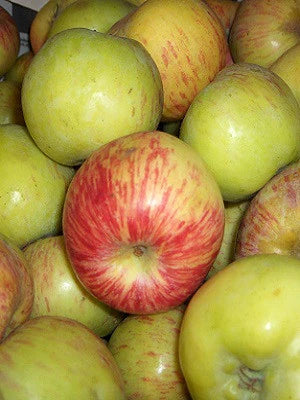 Apple Trees - Gravenstein Apple