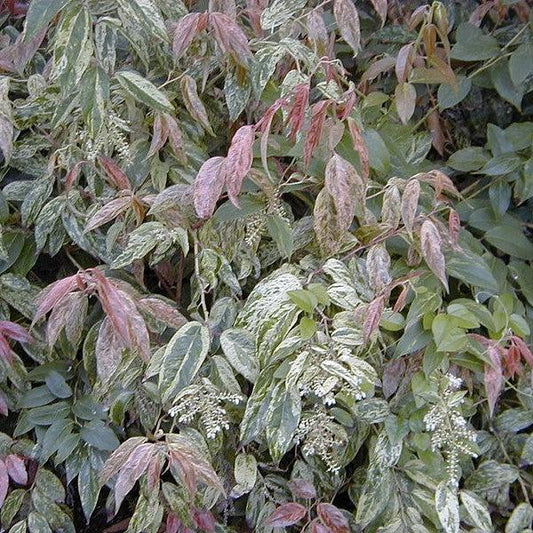 Rainbow Drooping Leucothoe
