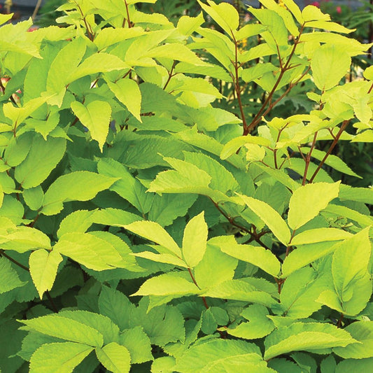 Sun King Golden Japanese Spikenard