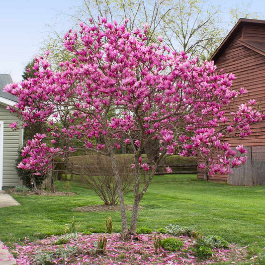 Jane Magnolia