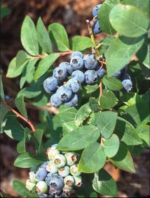 Blueberry - Jewel (Southern Highbush)
