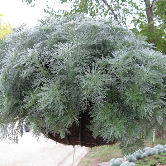 Silver Mound Wormwood, Ghost Plant