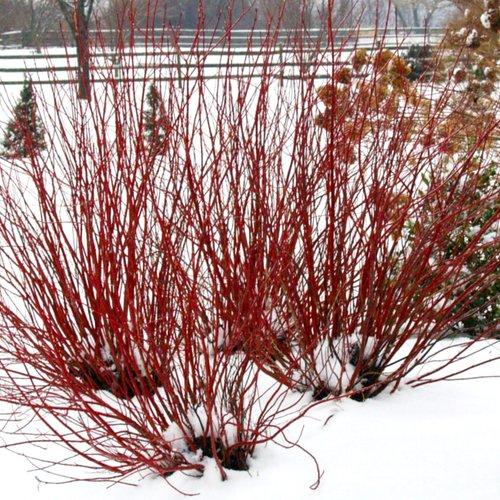 Arctic Fire® Red Twig Dogwood