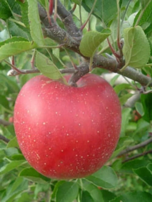 Apple Trees - Melrose (Red)