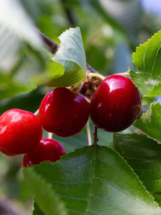 Cherry - Montmorency