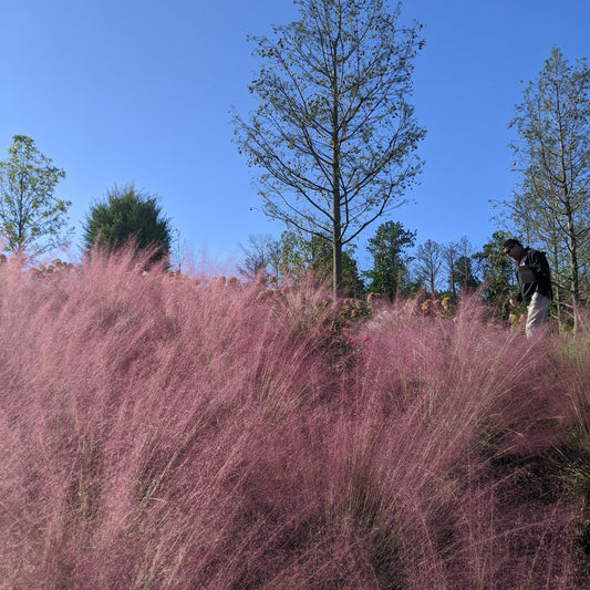 Pink Muhly Grass