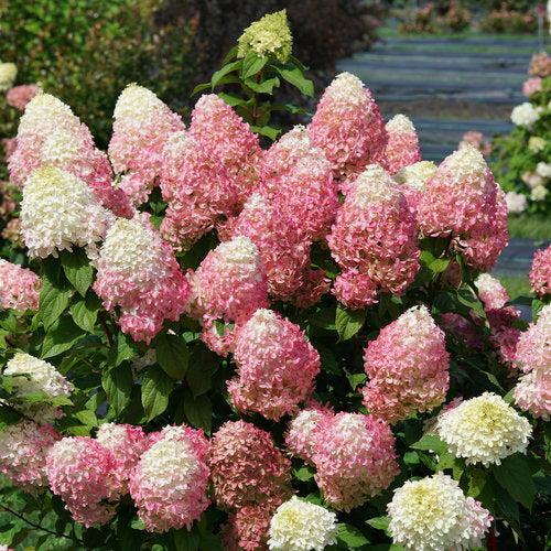 Quick Fire Fab® Hydrangea