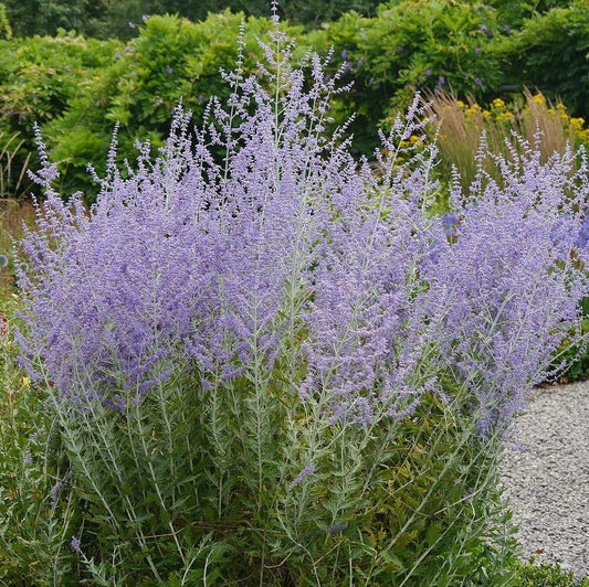 Russian Sage