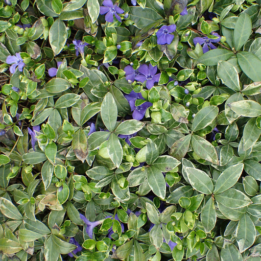 Ralph Shugert Periwinkle