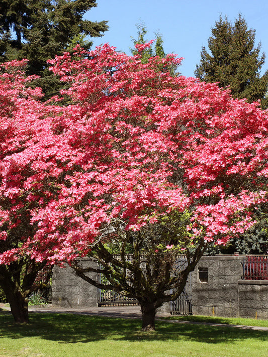 Dogwood- Cherokee Brave