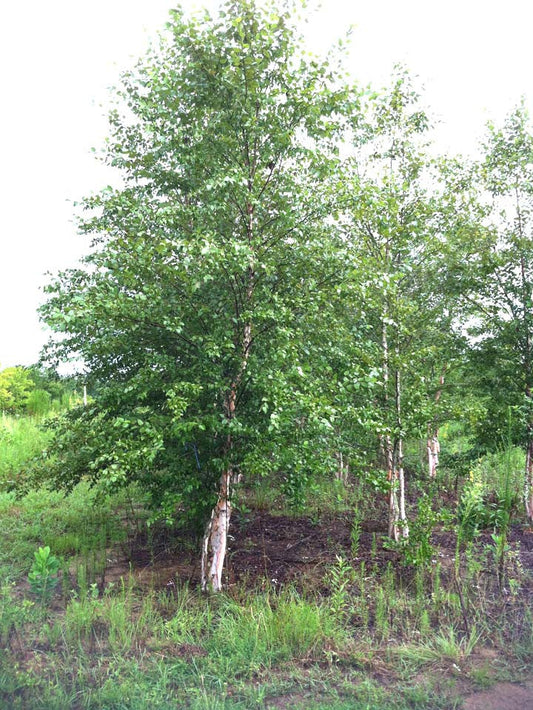 River Birch - Heritage