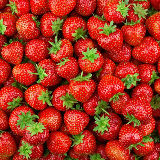 Fragaria x ananassa 'Earliglow' - Earliglow Strawberry
