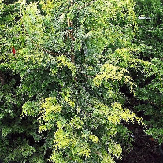 Chamaecyparis obtusa 'Crippsii' - Golden Hinoki False Cypress