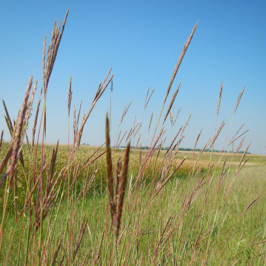 Big Bluestem