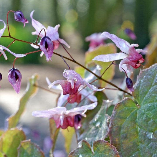 Epimedium 'Pink Elf' - Pink Elf Barrenwort