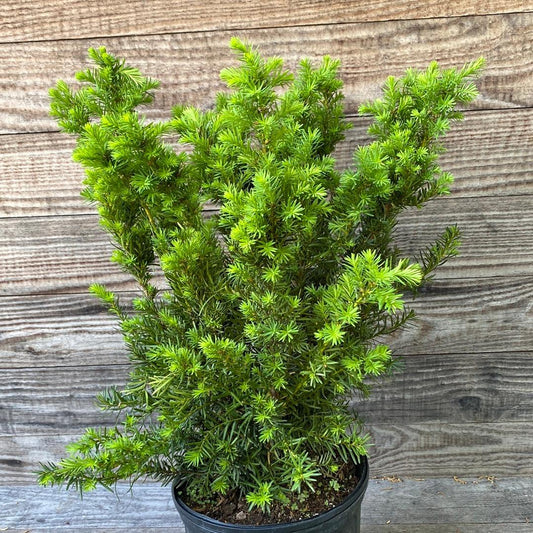 Taxus x media 'Densiformis' - Dense Spreading Yew