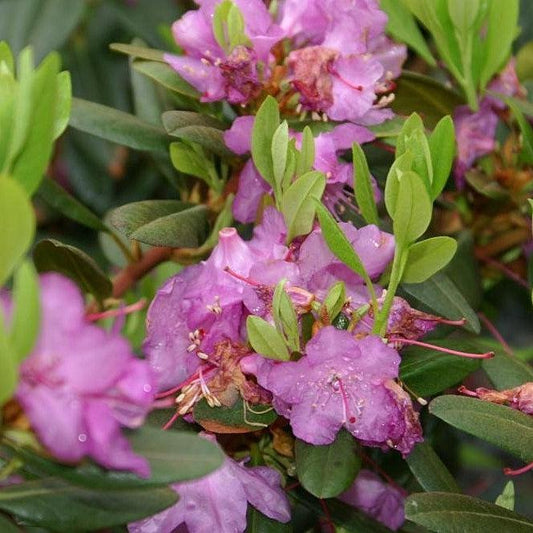 PJM Elite Rhododendron