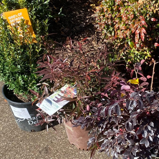 Burning Love™ Leucothoe