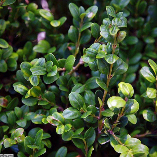 Winter Gem Boxwood