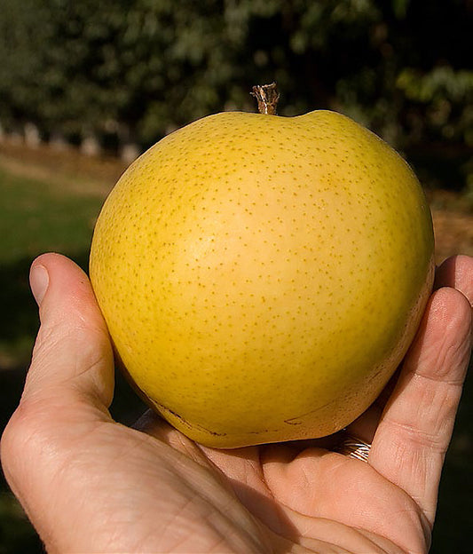 Moderate Climate Pear Combination