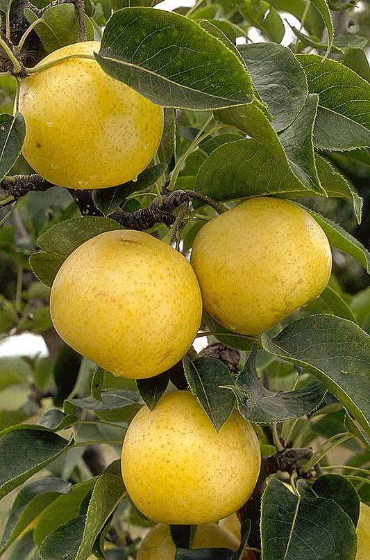Moderate Climate Pear Combination