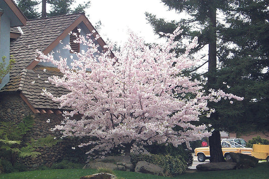 Akebono Flowering Cherry Tree