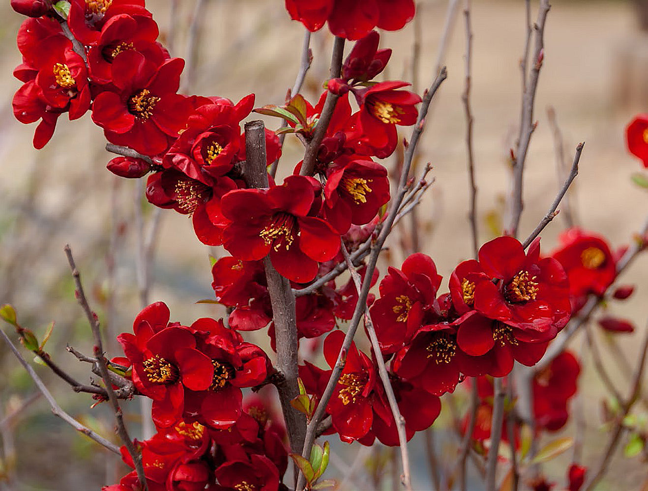 Blood Red Flowering Quince Online Trees