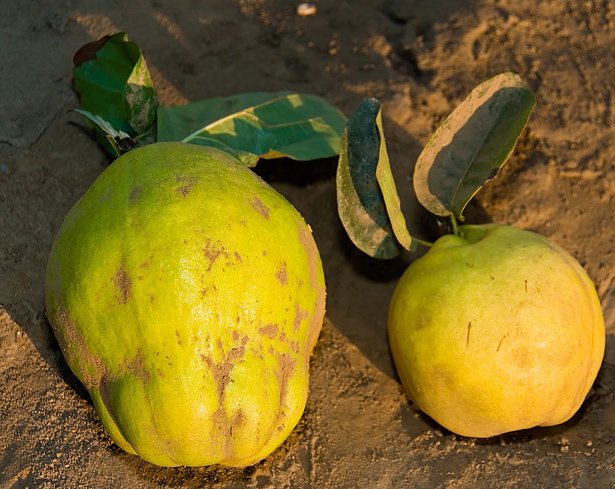 Cooke's Jumbo Quince Tree Online Trees