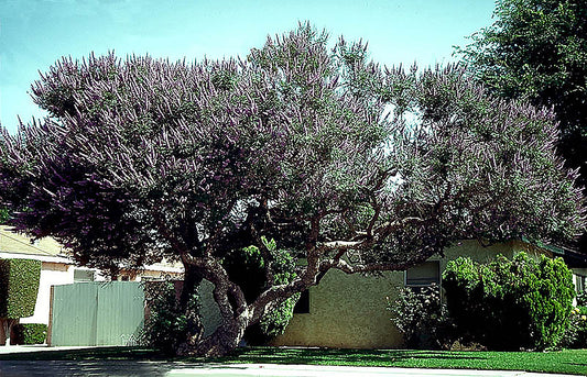 Cooke's Purple Tree