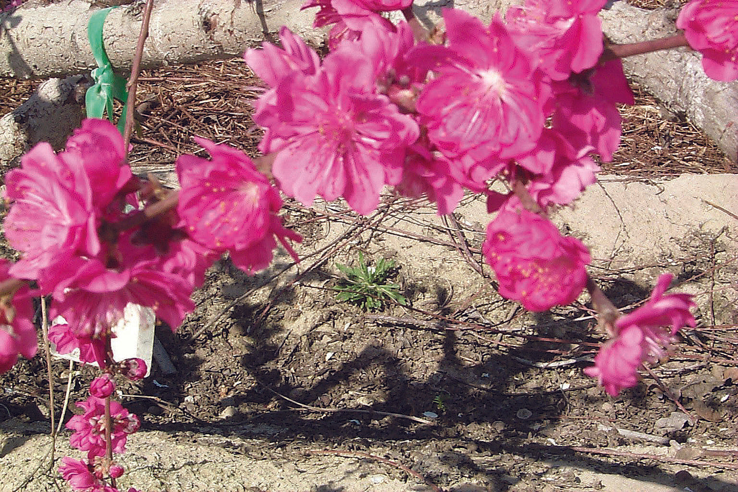 Crimson Cascade Weeping Peach Tree Online Trees