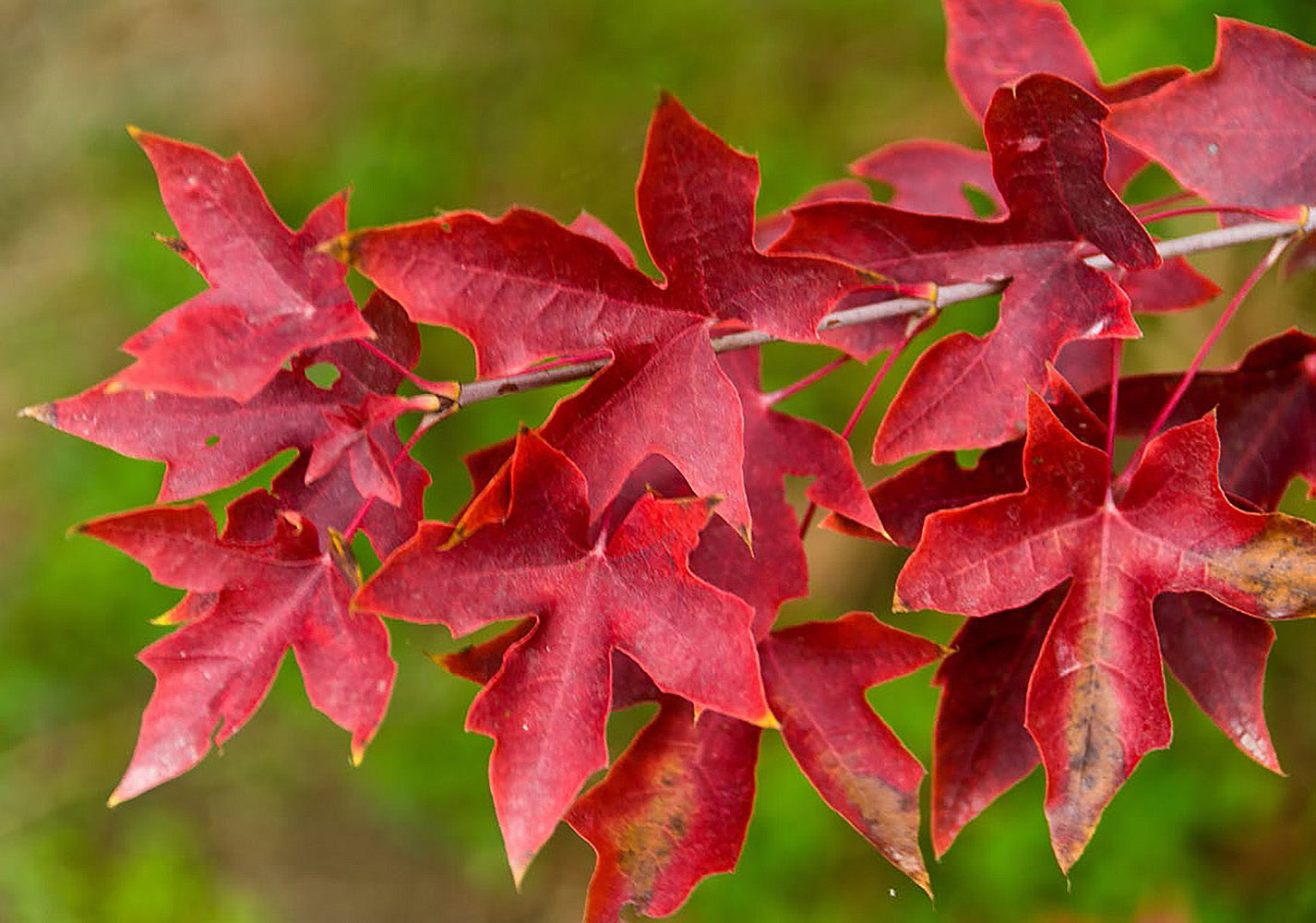 Fire Dragon Shantung Maple Tree Online Trees