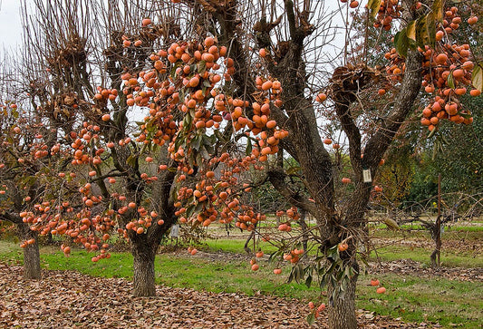 Fuyu (Jiro) Persimmon