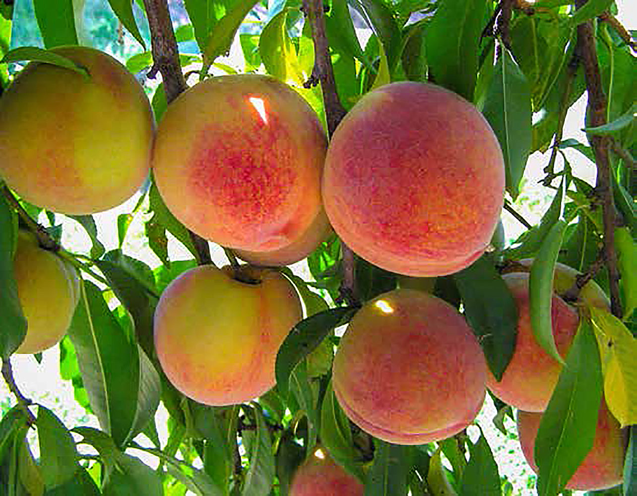 Halehaven Peach Online Trees