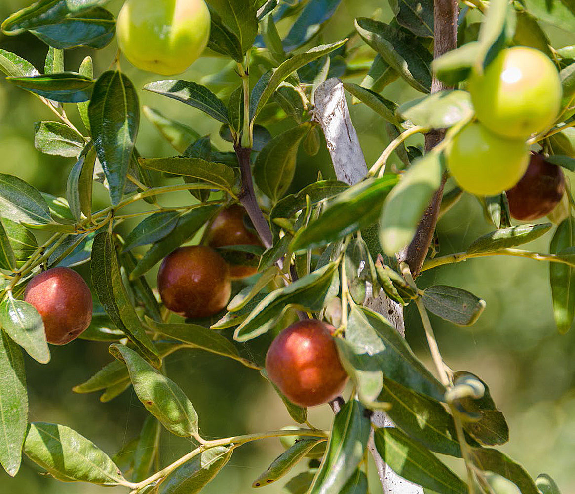 Honey Jar Jujube – Online Trees