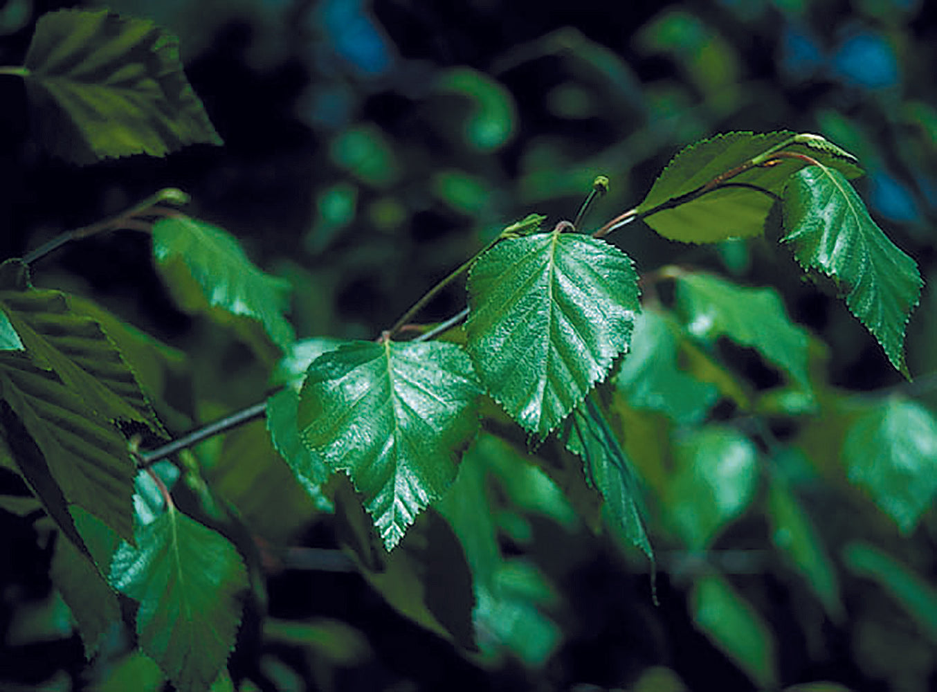 Jacquemonti Birch Tree Online Trees