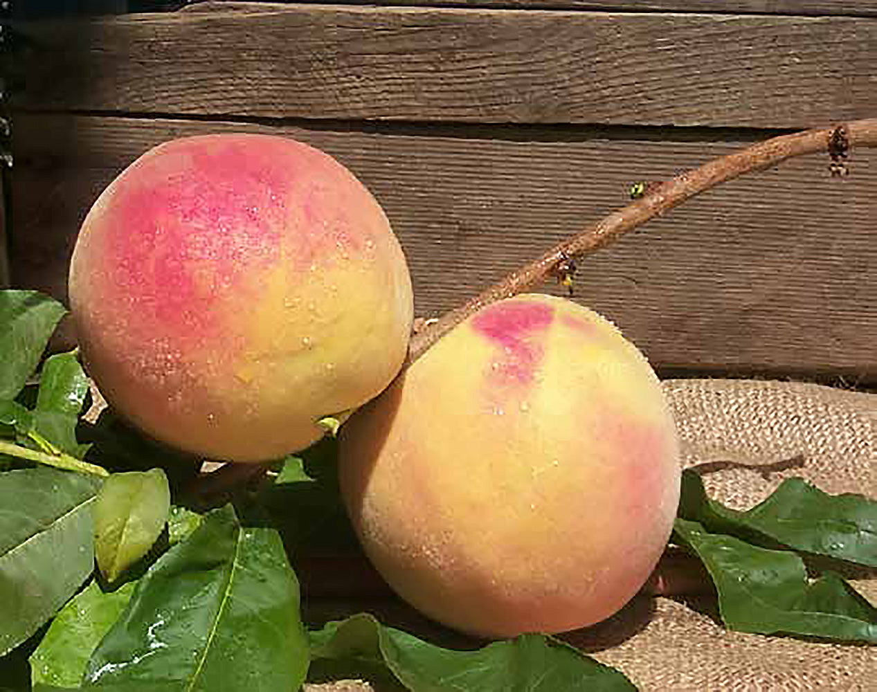 Lemon Elberta Peach Online Trees