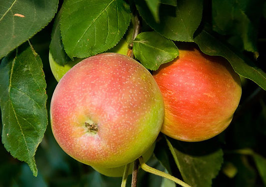 Moderate Climate Combination Apple