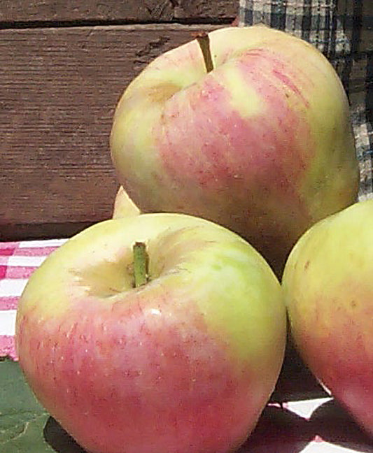 Moderate Climate Combination Apple