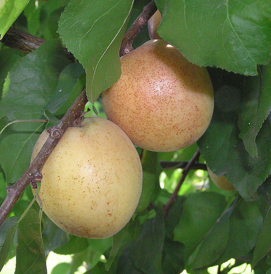 Moniqui Apricot
