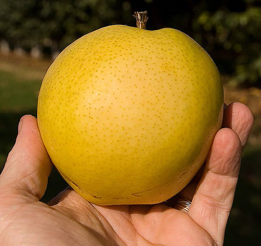 Monterrey Pear
