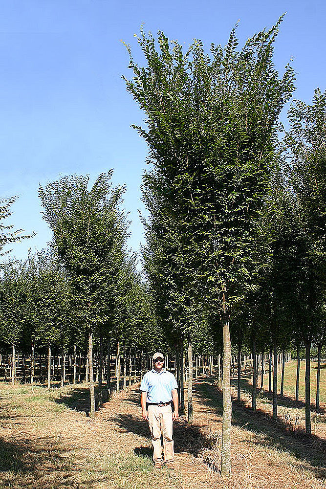 Musashino Columnar Zelkova Online Trees