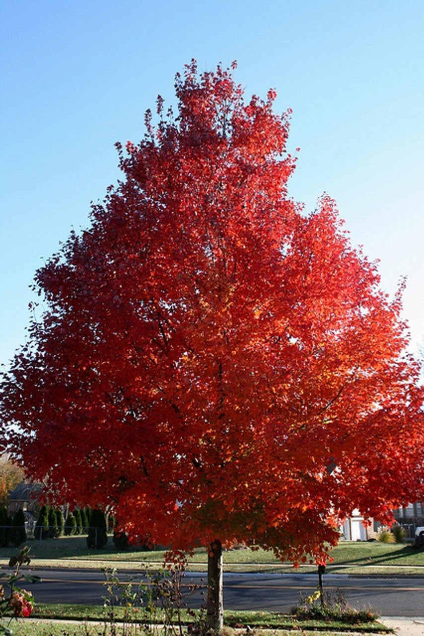 October Glory® Maple Tree Acer rubrum 'October Glory® 'PNI 0268' 5